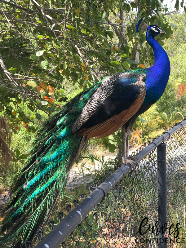 Curves and Confidence: Born to Move Miami